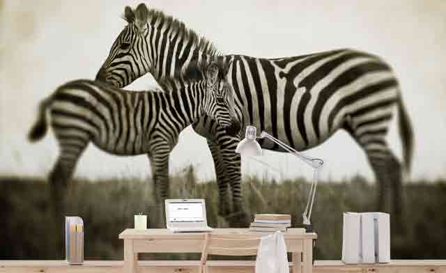 Fototapete Zebrapaar