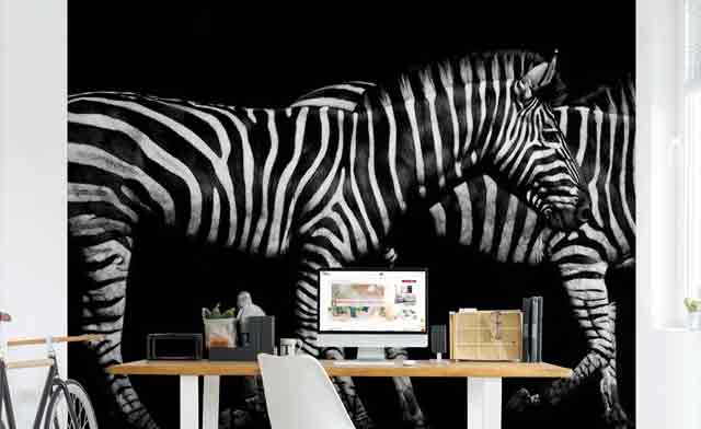 Fototapete Zebra