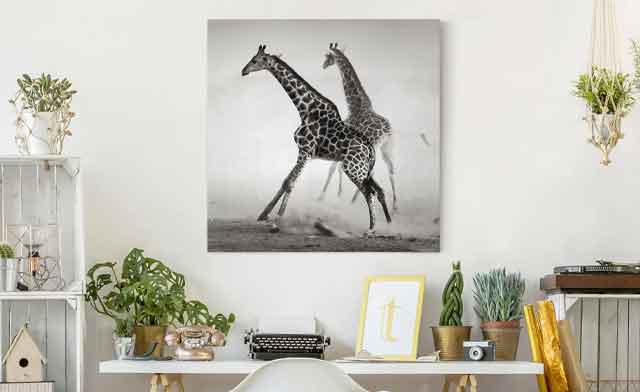 Leinwandbild Giraffe - Giraffenpaar