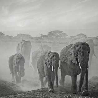 Elefant Leinwand