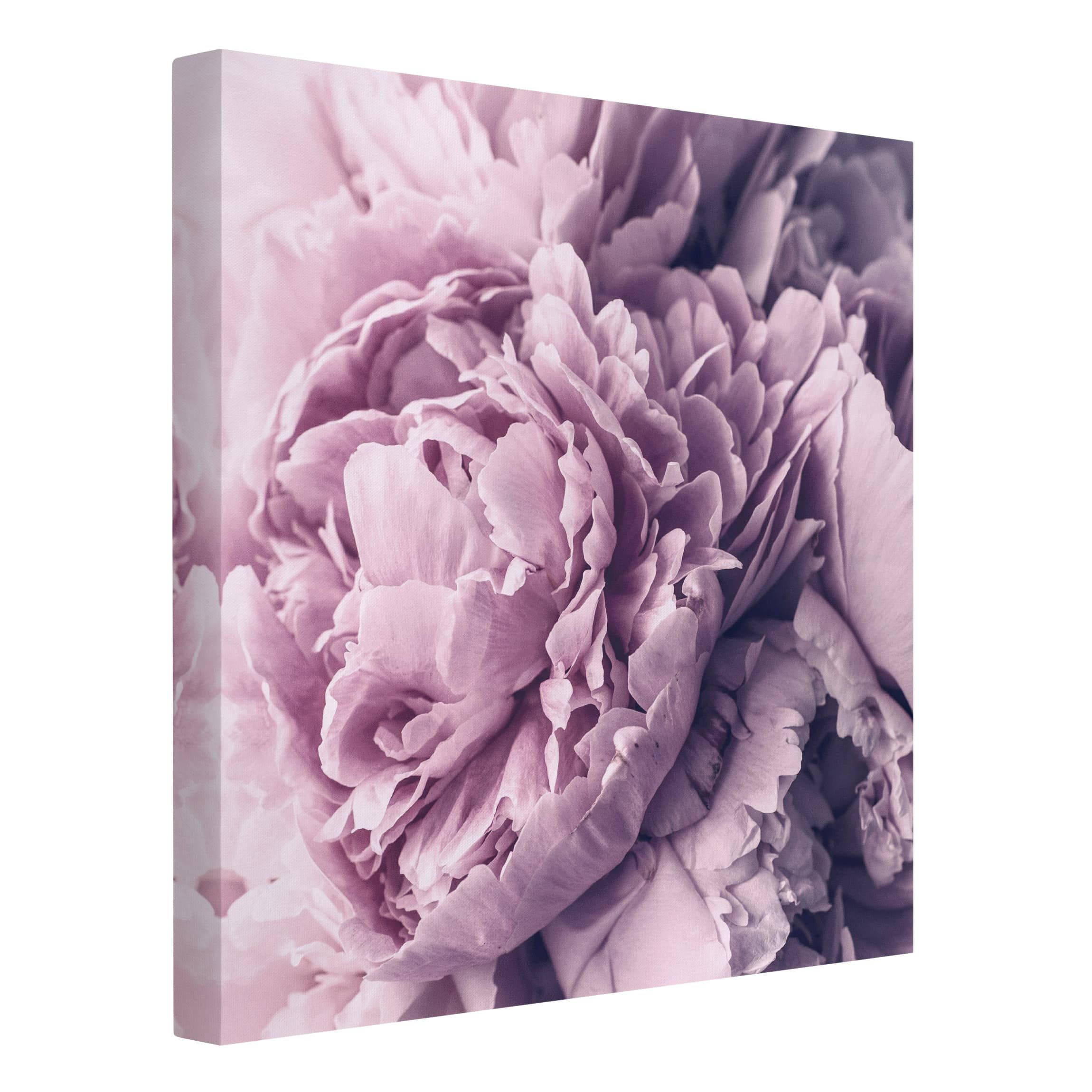 Lila Pfingstrosenblüten Leinwandbild als Quadrat | Bilderwelten