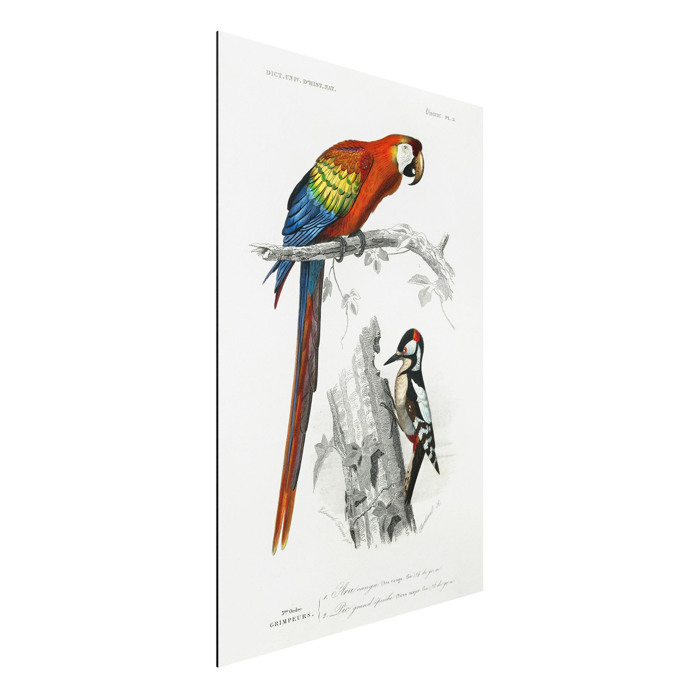Alu-Dibond Rot im Bilderwelten Lehrtafel | 2:3 Bild Blau Vintage Papagei Hochformat