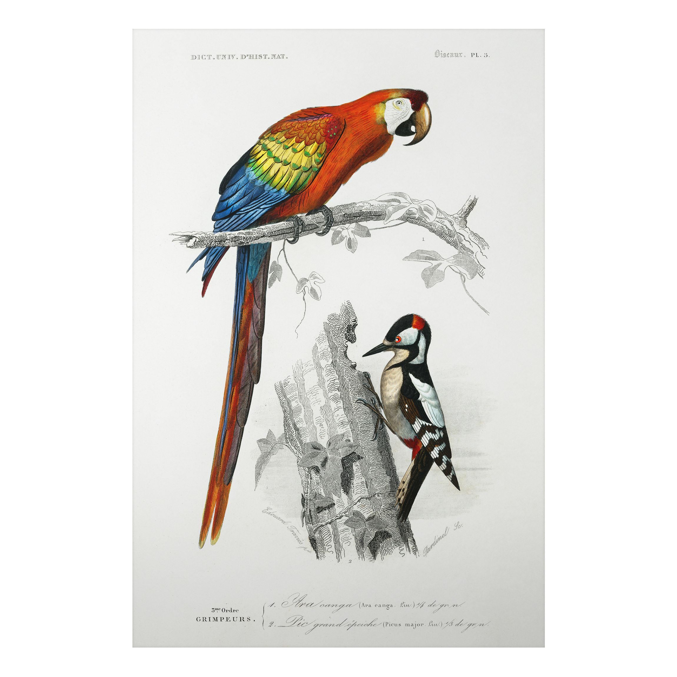 Vintage Lehrtafel Papagei Rot Blau Alu-Dibond Bild im Hochformat 2:3 |  Bilderwelten
