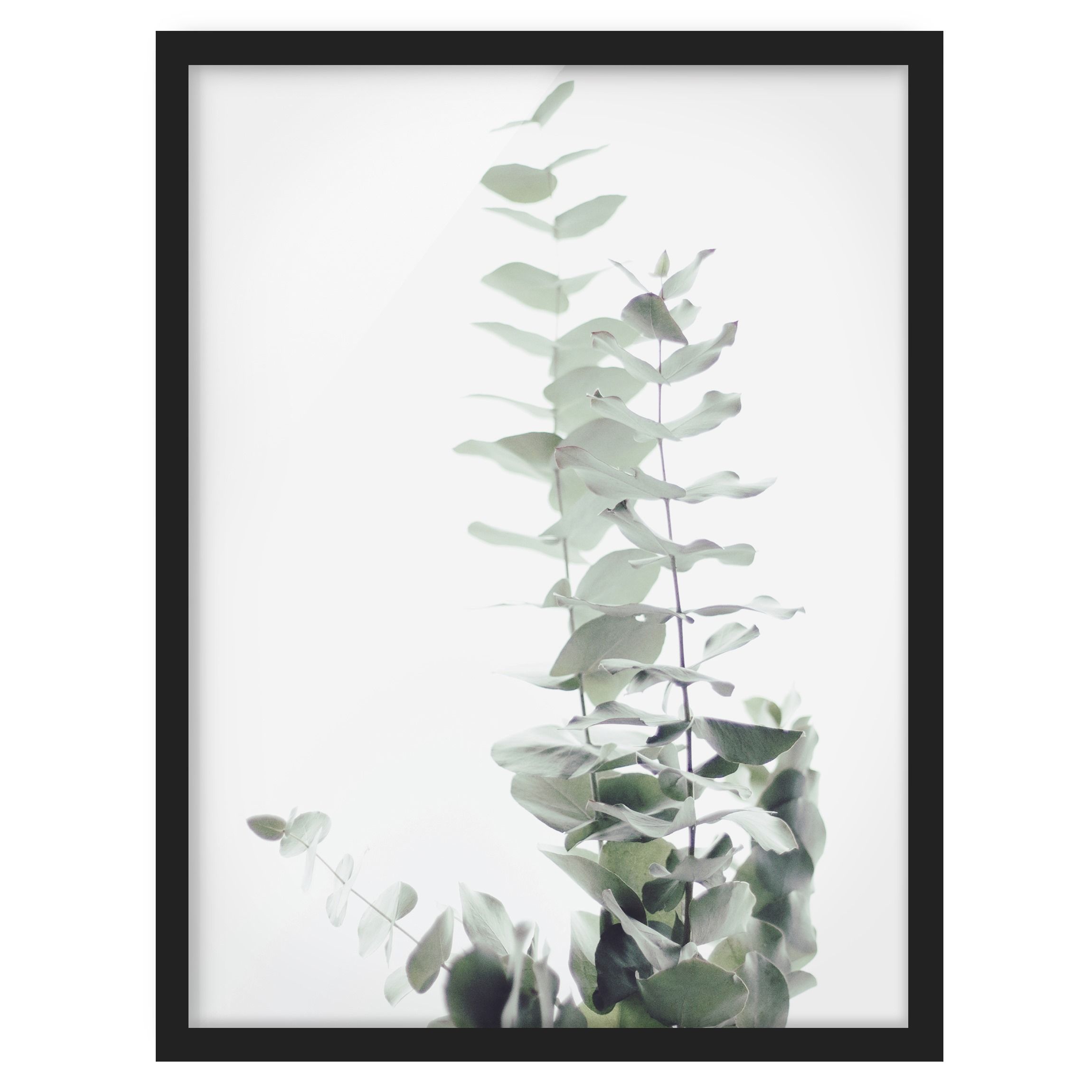 Eukalyptus im Weißen Licht Bild mit Rahmen im Hochformat | Bilderwelten | Leinwandbilder