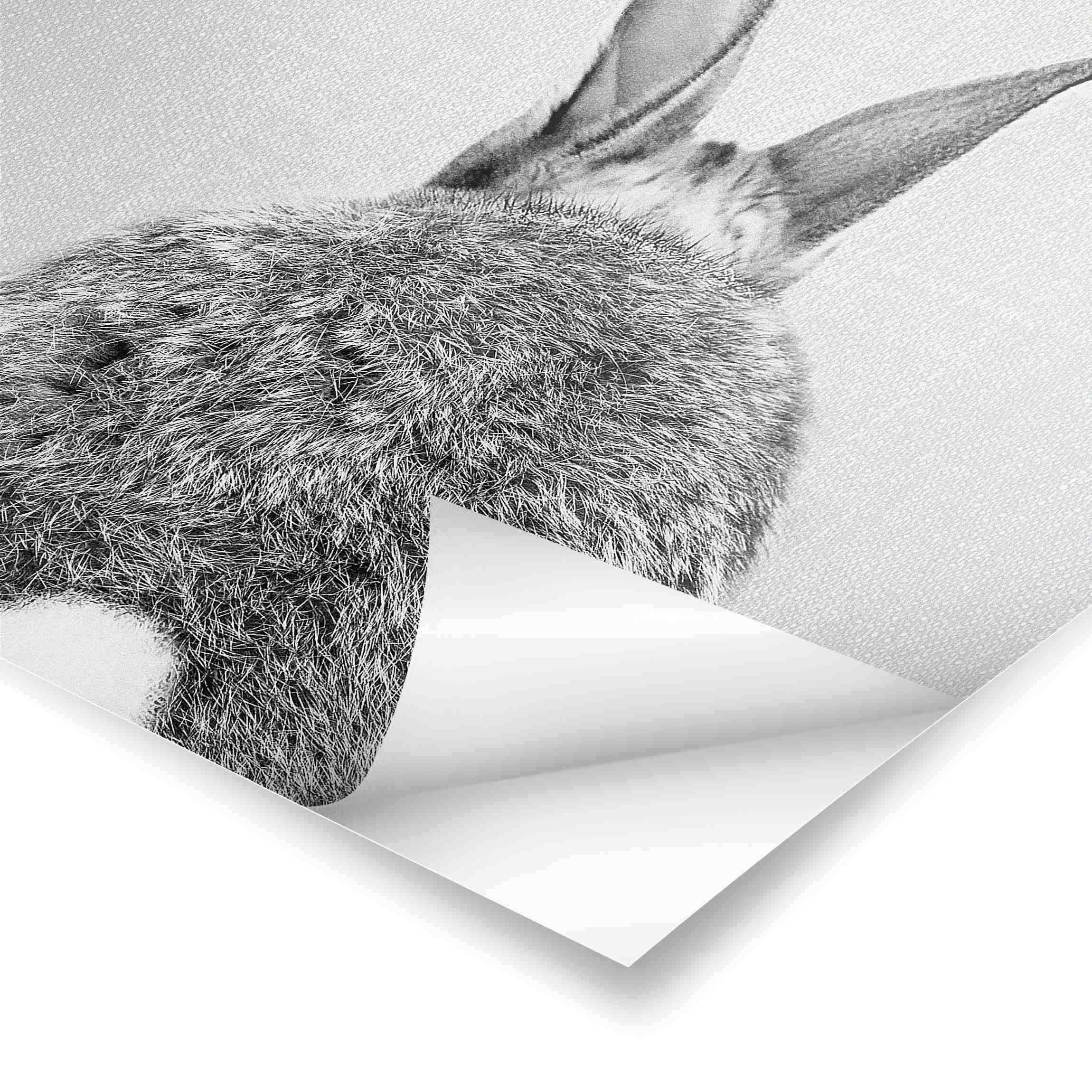 Poster - Hase von hinten Schwarz Weiß - Quadrat 1:1