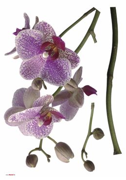 Wandtattoo - Orchidee