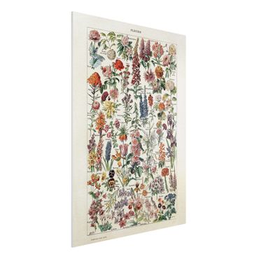 Forex Fine Art Print - Vintage Lehrtafel Blumen V - Hochformat 4:3
