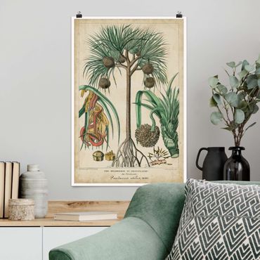 Poster - Vintage Lehrtafel Exotische palmen I - Hochformat 3:2