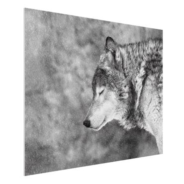 Forex Fine Art Print - Winter Wolf - Querformat 3:4