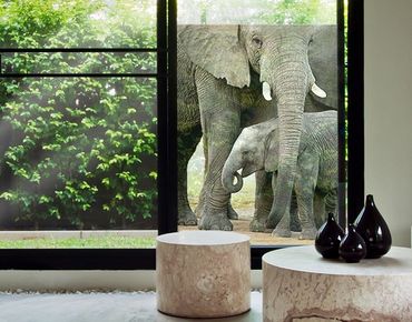 Fensterfolie - Sichtschutz Fenster Elefantenliebe - Fensterbilder