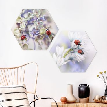 Hexagon Bild Forex 2-teilig - Marienkäfer auf Blüten