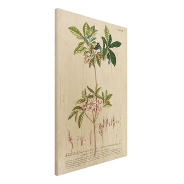 Holzbild - Vintage Botanik Illustration Azalee - Hochformat 3:2
