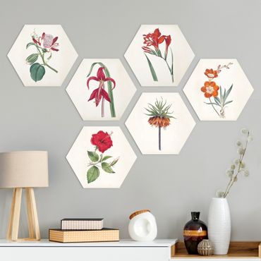 Hexagon Bild Alu-Dibond 6-teilig - Gartenschönheit Set IV