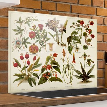 Glas Spritzschutz - Vintage Lehrtafel Tropische Botanik II - Querformat - 4:3