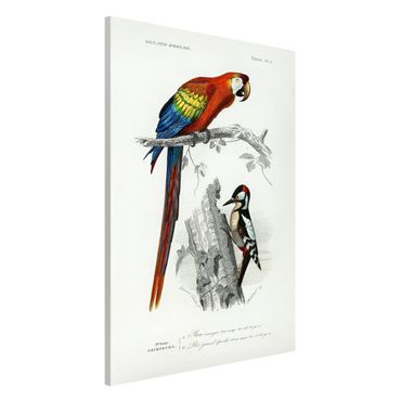 Magnettafel - Vintage Lehrtafel Papagei Rot Blau - Memoboard Hochformat 3:2