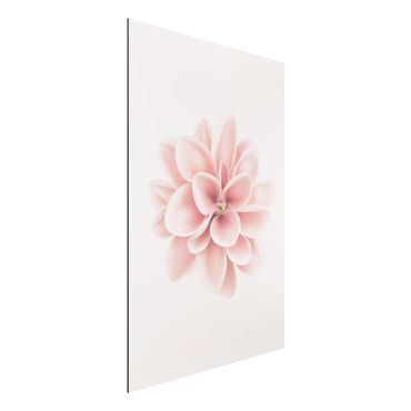 Alu-Dibond - Dahlie Rosa Pastell Blume Zentriert - Querformat