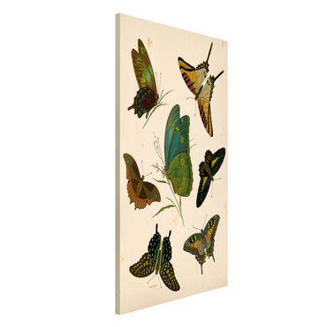 Magnettafel - Vintage Illustration Exotische Schmetterlinge - Memoboard Hochformat 4:3