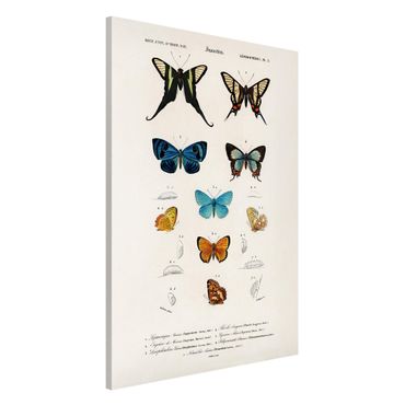 Magnettafel - Vintage Lehrtafel Schmetterlinge I - Memoboard Hochformat 3:2