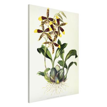 Magnettafel - Maxim Gauci - Orchidee II - Memoboard Hochformat 3:2