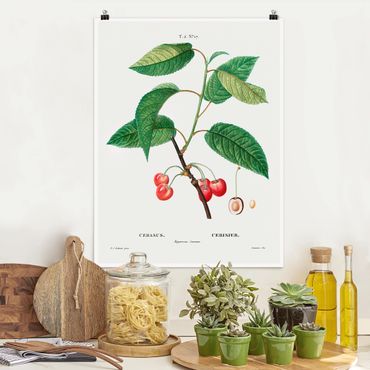 Poster - Botanik Vintage Illustration Rote Kirschen - Hochformat 4:3