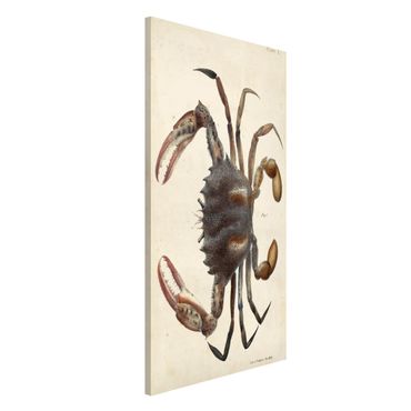Magnettafel - Vintage Illustration Krabbe - Memoboard Hochformat 4:3
