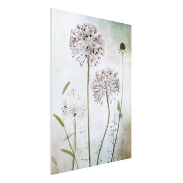 Forex Fine Art Print - Lauchblüten in Pastell - Hochformat 4:3
