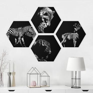 Hexagon Bild Forex 4-teilig - Wildtiere vor Schwarz Set II