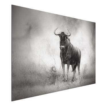 Alu-Dibond Bild - Staring Wildebeest