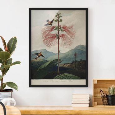 Bild mit Rahmen - Botanik Vintage Illustration Blüte und Kolibri - Hochformat 4:3