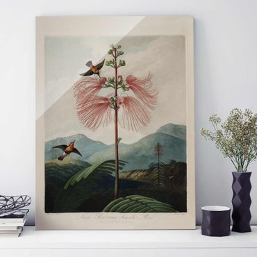 Glasbild - Botanik Vintage Illustration Blüte und Kolibri - Hochformat 4:3
