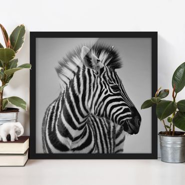 Bild mit Rahmen - Zebra Baby Portrait II - Quadrat 1:1