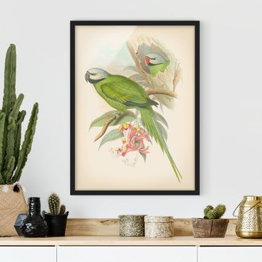 Bild mit Rahmen - Vintage Illustration Tropische Vögel II - Hochformat 4:3