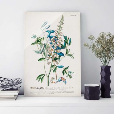 Glasbild - Vintage Botanik Illustration Hülsenfrüchte - Hochformat 3:2