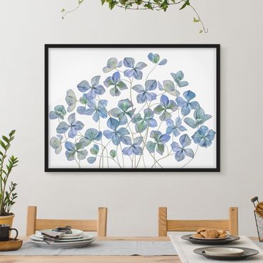 Bild mit Rahmen - Blaue Hortensienblüten - Querformat 3:4