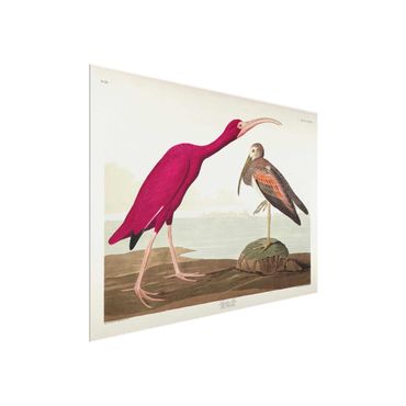 Glasbild - Vintage Lehrtafel Roter Ibis - Querformat 3:4