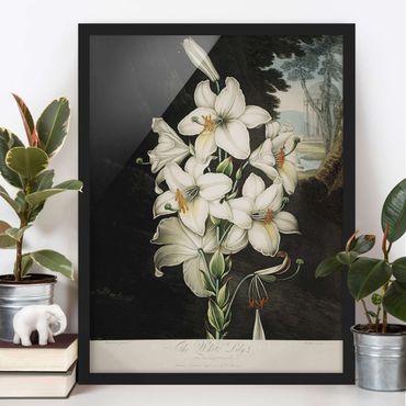 Bild mit Rahmen - Botanik Vintage Illustration Weiße Lilie - Hochformat 4:3