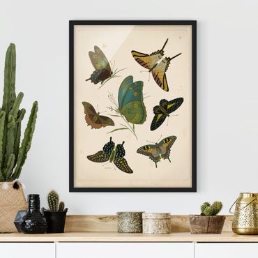 Bild mit Rahmen - Vintage Illustration Exotische Schmetterlinge - Hochformat 4:3