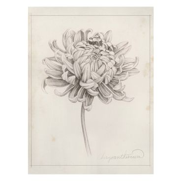 Leinwandbild - Botanische Studie Chrysantheme I - Hochformat 4:3