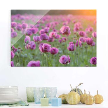 Glasbild Mohnblume - Violette Schlafmohn Blumenwiese im Frühling - Blumenbild Glas Quer 3:2