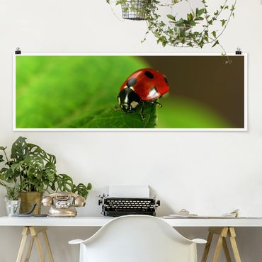 Poster - Lady Bird - Panorama Querformat