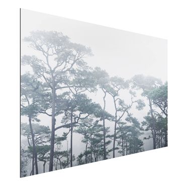 Alu-Dibond Bild - Baumkronen im Nebel