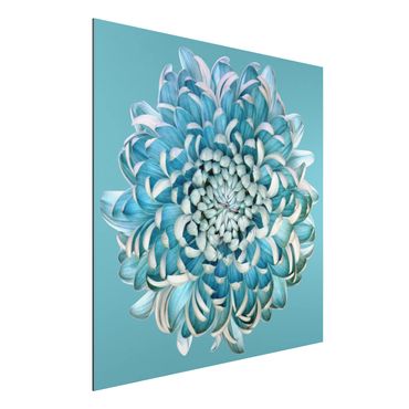 Alu-Dibond Bild - Blaue Chrysantheme