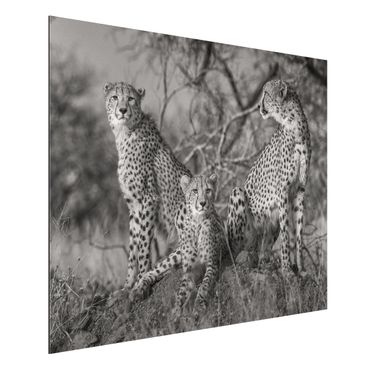 Aluminium Print - Drei Geparden - Querformat 3:4