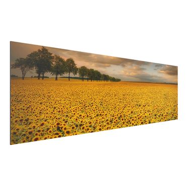 Alu-Dibond Bild - Feld mit Sonnenblumen