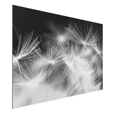 Alu-Dibond Bild - Bewegte Pusteblumen Nahaufnahme auf schwarzem Hintergrund