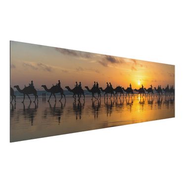 Alu-Dibond Bild - Kamele im Sonnenuntergang