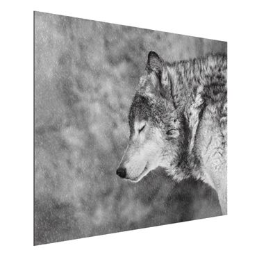 Aluminium Print - Winter Wolf - Querformat 3:4