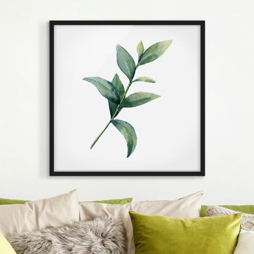Bild mit Rahmen - Aquarell Eucalyptus II - Quadrat