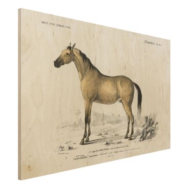 Holzbild - Vintage Lehrtafel Pferd - Querformat 2:3