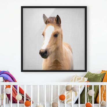 Bild mit Rahmen - Baby Pferd Philipp - Quadrat - 1:1